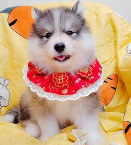Husky