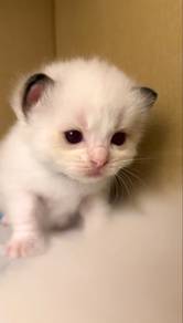 male ragdoll baby