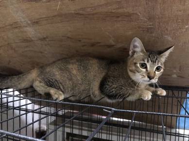 Kucing betina free adoption