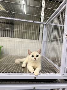 British shorthair kitten