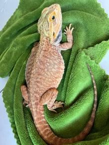 Classic Bearded Dragon 