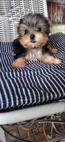 Yorkshire Terriers