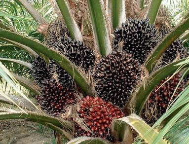 Anak Pokok Sawit DxP Sime Darby Calix 600