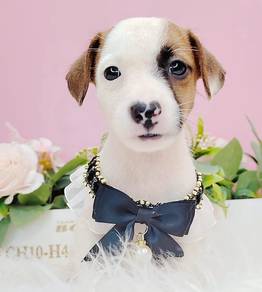 Jack Russell