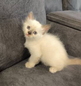 Siamese Kitten cat