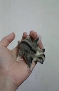 Sugar Glider Mosaic Female