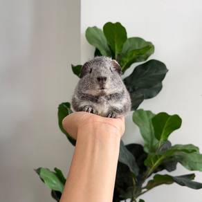 Teddy bear guinea pig tikus belanda