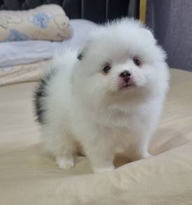 POMERANIAN PUPPIES A179 🌻 Sort of shine Girl