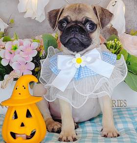 Pug