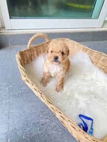 Maltipoo puppies 