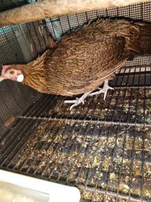 ayam hutan betina