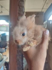 Arnab Mix ND / LIONHEAD