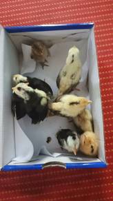 anak ayam katik 10 ekor/ anak itik sekor
