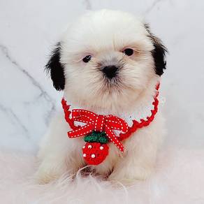 Shih Tzu