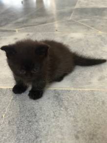 munchkin kitten
