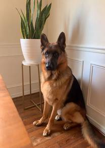 German Shepherd