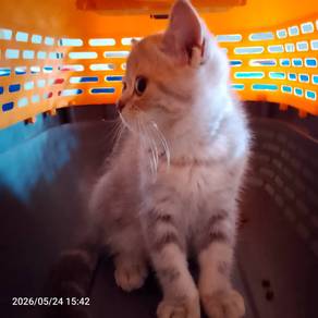 bsh kitten 3mth