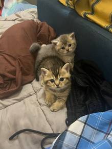 BSH Golden NY11 & Silver Gold Spot
