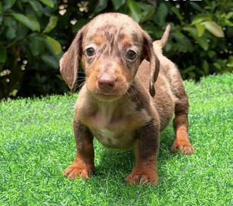 MINIATURE DACHSHUND Puppies 105 🐻  female
