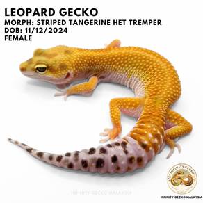 Leopard Gecko Striped Tangerine JB