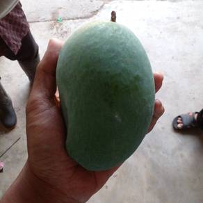 Manga Harum manis from Perlis Grade A 🥭