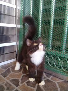 Kitten Anak Kucing