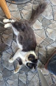 american curl betina