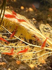 Neo Cardinia Chery shrimp