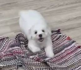 Bichon