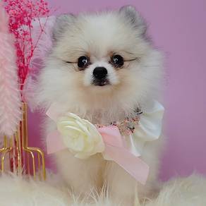 Pomeranian