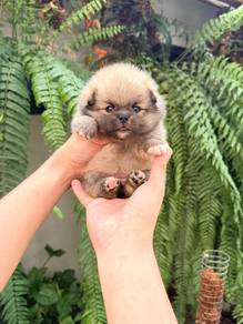 Pomeranian