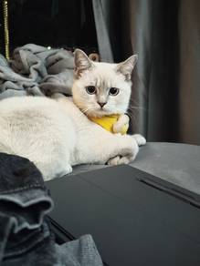 British Short Hair Kitten - Silver/Grey