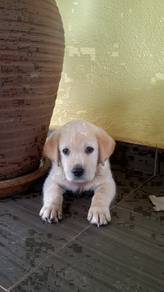 BigBone n Head labrador Retriever