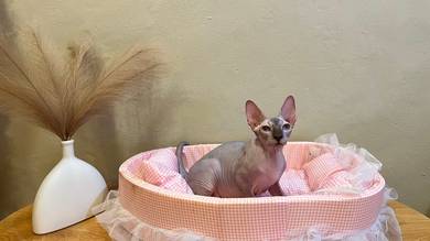 sphynx cat kucing sphynx