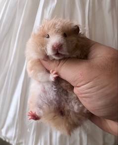 hamster big bone