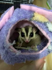 Sugar Glider White Face
