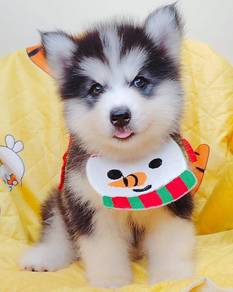 Husky