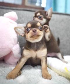 CHIHUAHUA PUPPIES VIP244🌷Head Apple Cute Dog