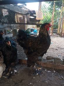 ayam brahma