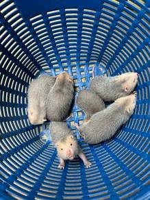 bamboo rat chinese meerkat ferret hamster