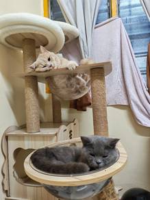 tempt tido kucing