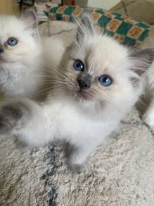 Ragdoll Mix Persian Kitten