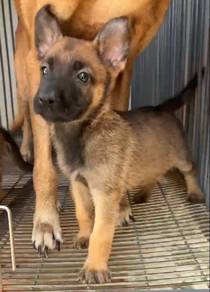 Belgian x German Shepherd