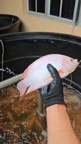 Tilapia Fresh