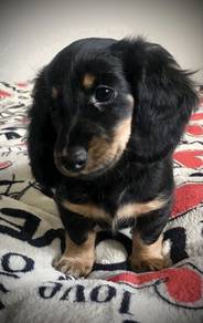 QDDD_O9903 Black Tan Dachshund puppy