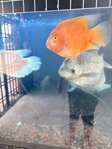ikan perrot