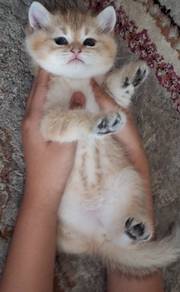british shorthair purebreed