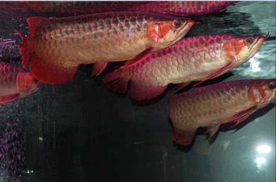 arowana chili red 15 inch-wholesale price