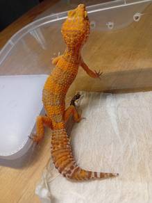Leopard Gecko 