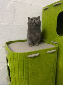 Munchkin bsh